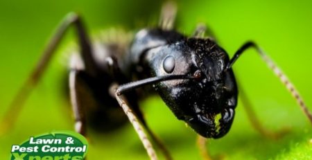 5 Reasons For Pest Control | Blog | Lawn & Pest Control Xperts