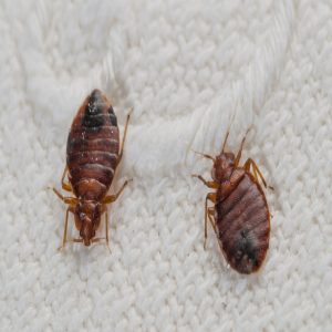 Bed Bug Control | Lawn & Pest Control Xperts