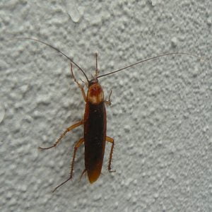 Cockroach Control | Lawn & Pest Control Xperts