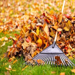 Fall Clean Up | Lawn & Pest Control Xperts