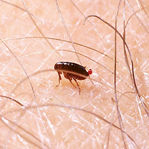 Flea Control | Lawn & Pest Control Xperts