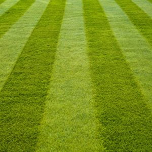 Lawn Mowing | Lawn & Pest Control Xperts