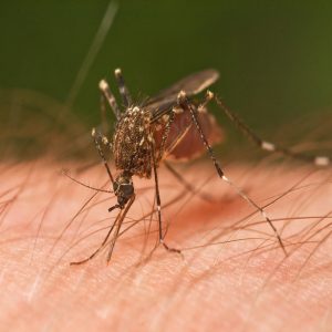Mosquito Control | Lawn & Pest Control Xperts