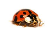 Asian Beetle | Wisconsin Pest Identification | Lawn & Pest Control Xperts