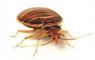 Bed Bugs | Wisconsin Pest Identification | Lawn & Pest Control Xperts