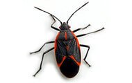 Box Elder Bugs | Wisconsin Pest Identification | Lawn & Pest Control Xperts