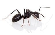Carpenter Ants | Wisconsin Pest Identification | Lawn & Pest Control Xperts