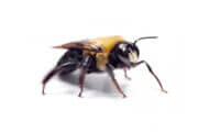Carpenter Bees | Wisconsin Pest Identification | Lawn & Pest Control Xperts