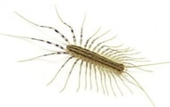 Centipede | Wisconsin Pest Identification | Lawn & Pest Control Xperts