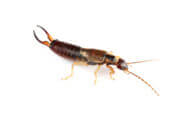 Earwig | Wisconsin Pest Identification | Lawn & Pest Control Xperts