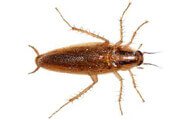 German Cockroach | Wisconsin Pest Identification | Lawn & Pest Control Xperts