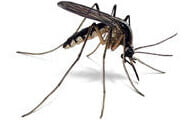 Mosquito | Wisconsin Pest Identification | Lawn & Pest Control Xperts