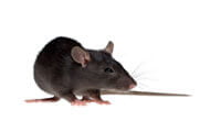 Mouse | Wisconsin Pest Identification | Lawn & Pest Control Xperts