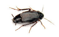 Oriental Cockroach | Wisconsin Pest Identification | Lawn & Pest Control Xperts