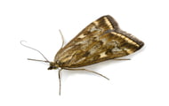 Pantry Moth | Wisconsin Pest Identification | Lawn & Pest Control Xperts