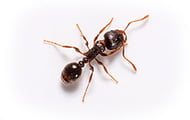 Pavement Ant | Wisconsin Pest Identification | Lawn & Pest Control Xperts
