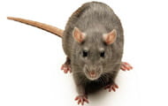 Rat | Wisconsin Pest Identification | Lawn & Pest Control Xperts