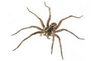 Spider | Wisconsin Pest Identification | Lawn & Pest Control Xperts