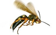 Wasp | Wisconsin Pest Identification | Lawn & Pest Control Xperts