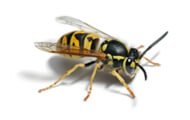 Yellow Jacket | Wisconsin Pest Identification | Lawn & Pest Control Xperts