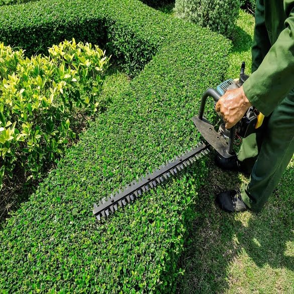 Pruning | Lawn & Pest Control Xperts