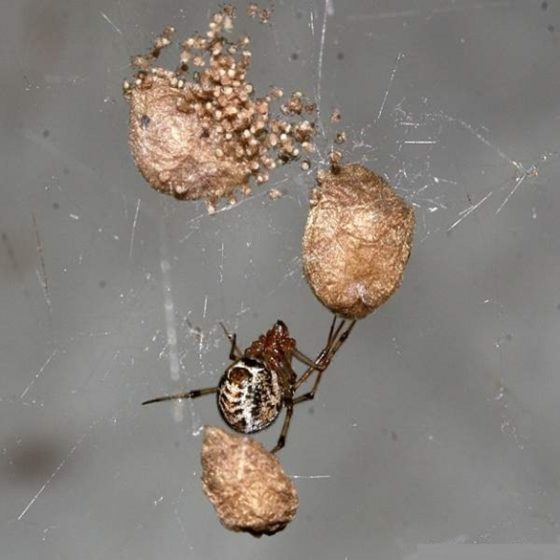 Spider Control Lawn & Pest Control Xperts Kenosha, WI