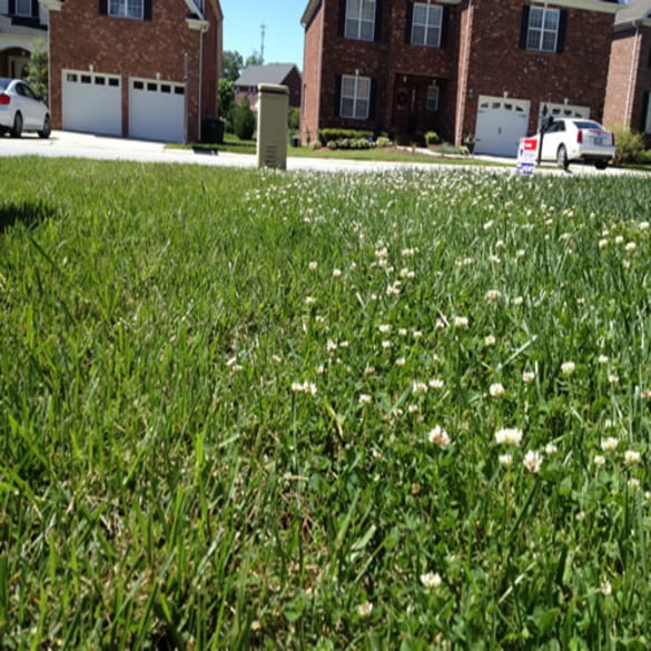 Fertilizer and Weed Control | Lawn & Pest Control Xperts