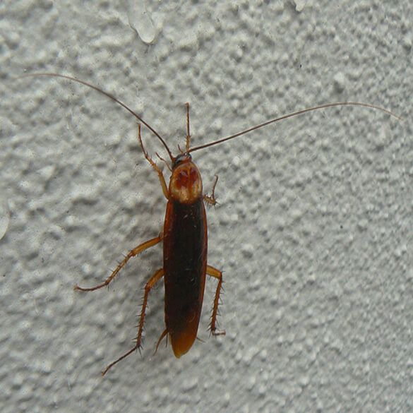 Cockroach Control Pest Control Lawn Xperts Kenosha, WI